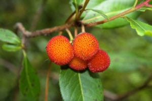 Früchte des Erdbeerbaumes
