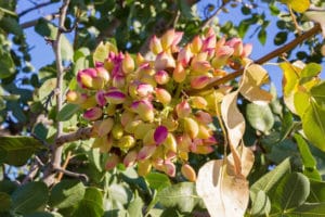 Pistazienfrucht am Baum