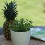 Ananasminze im Topf