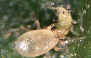 Raubmilbe frisst Thrips