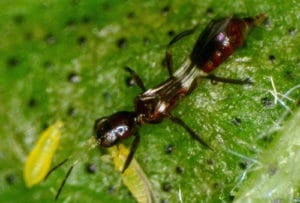 Raubthrips