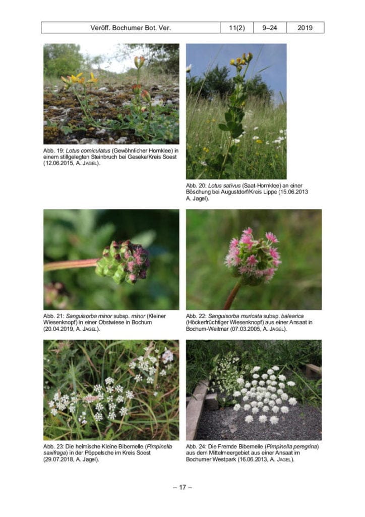 Veröffentlichung-Botanischer-Verein-Bochum