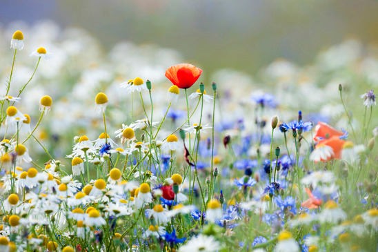 Blumeninseln im Rasen: So gelingt die kleine Blumenwiese. 