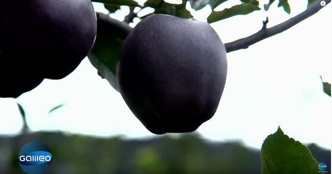 Der schwarze Diamant - ein ungewöhlicher Apfel aus Tibet
