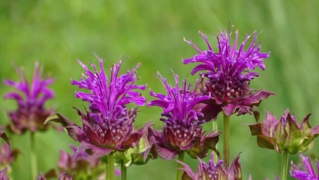 Staude des Jahres 2023: Monarda