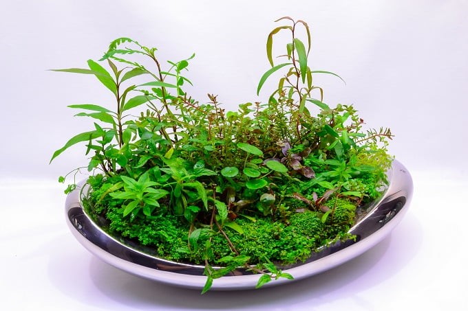 Wabi Kusa-Aquarien: Biotope fürs Wohnzimmer