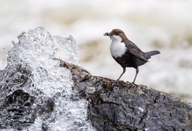 Die Wasseramsel - Vogel des Jahres 2017