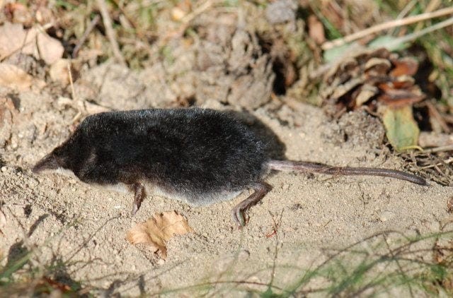 Die Wasserspitzmaus - Tier des Jahres 2016