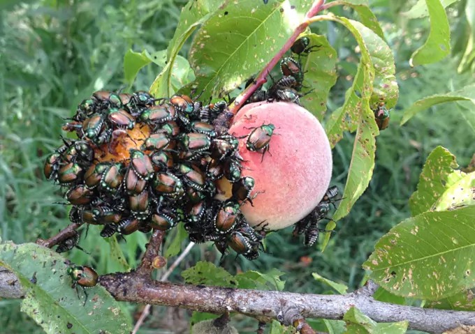 Ausbreitung des Japankäfers: Diesen Sommer ist Vorsicht geboten
