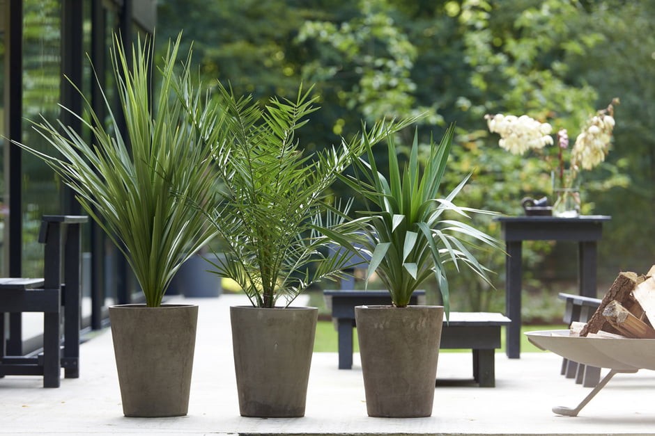Mit Gartenpalmen den Spätsommer genießen