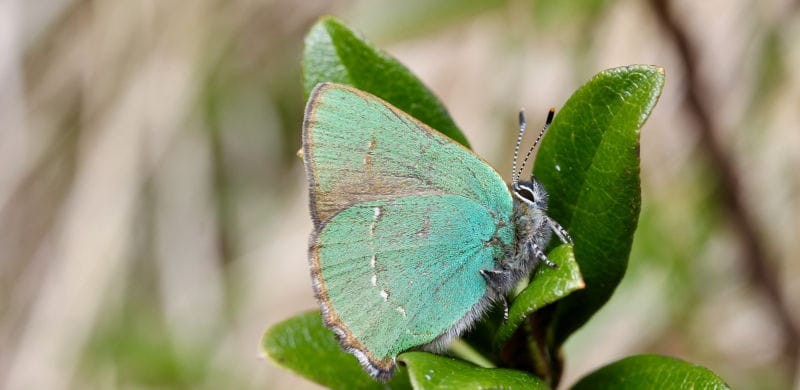 Klimaerwärmung verändert die Insektenfauna in der Schweiz