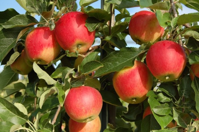 Ladina – die robuste, rote, saftige und aromatische Schweizer Apfelsorte