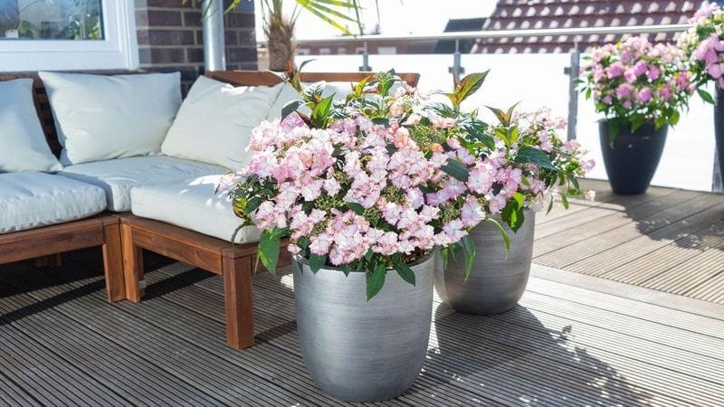 Die neue Hortensie: Bloombuster®