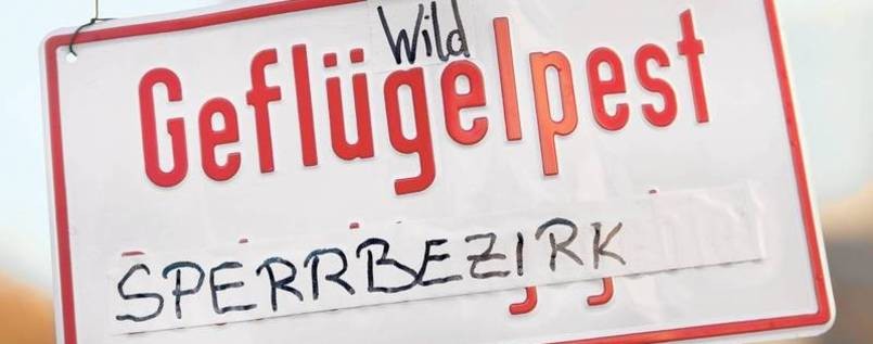 Vogelgrippevirus bei Wildvögeln am Genfersee