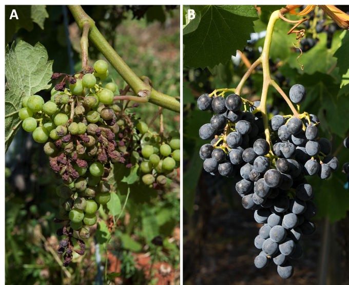 Resistente Rebsorten: Divico von Agroscope ist «Primus inter Pares»