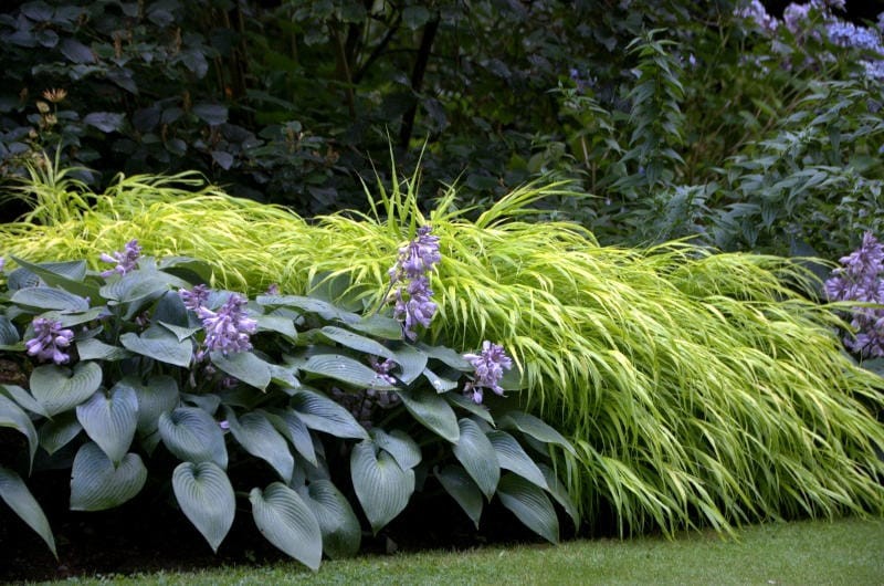 Staude des Jahres 2022: Hakonechloa