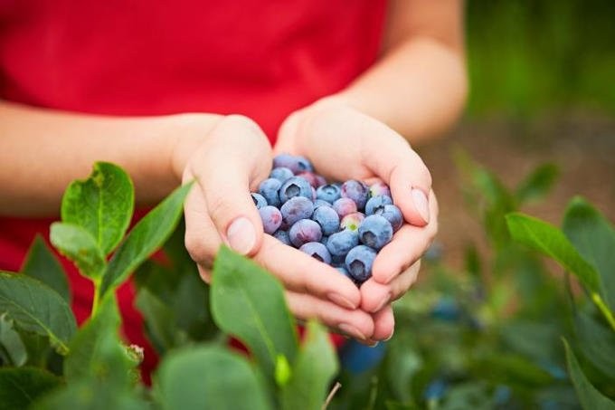 Heidelbeeren sind ein Anti-Aging-Mittel