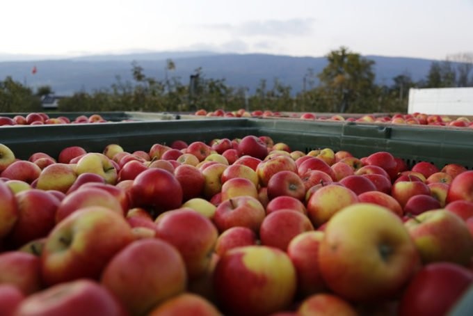 Apfel – die beliebteste Schweizer Frucht