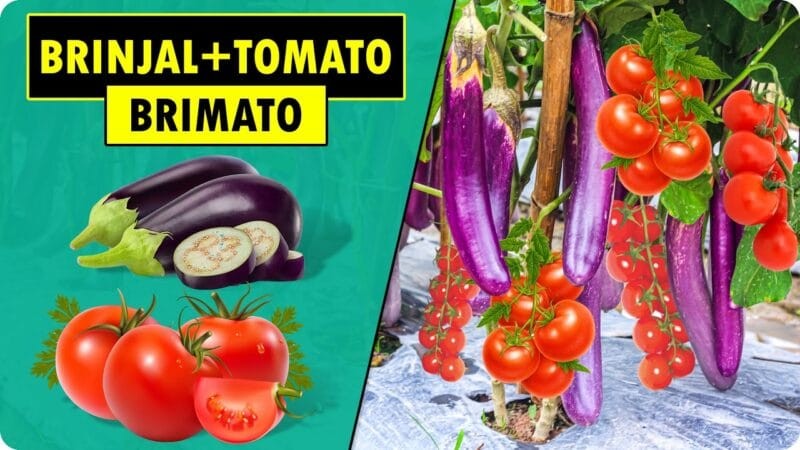 Brimato - Tomaten und Auberginen auf einer Pflanze