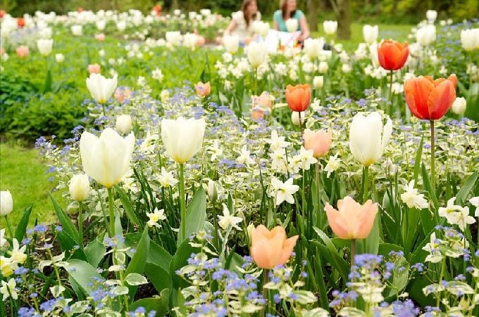 Blumenzwiebelkombinationen für den Frühlingsgarten