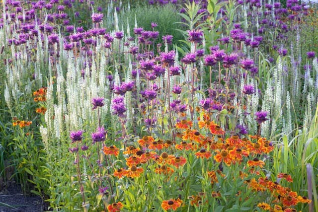 Drei Stauden für den Präriegarten