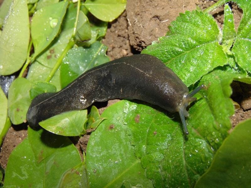 Gebietsfremde Landschneckenarten nehmen exponentiell zu