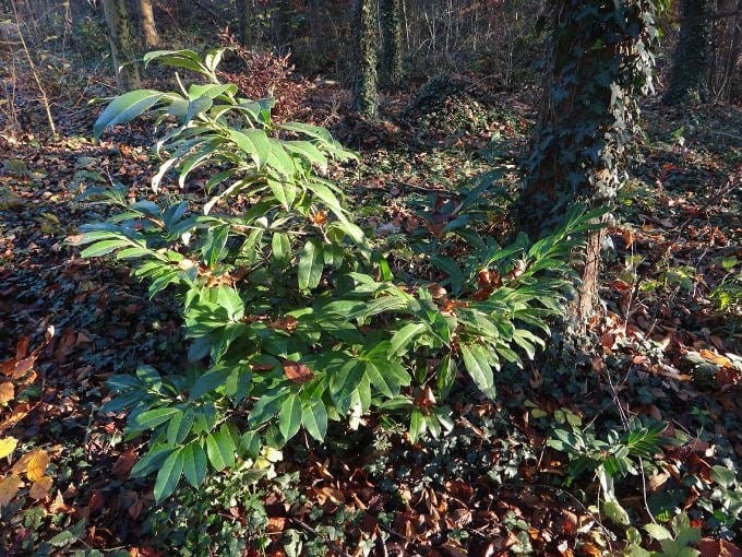 Naturschutzvereine bekämpfen seit Jahrzehnten invasive Neophyten – Grossverteiler und Gärtnereien verkaufen sie