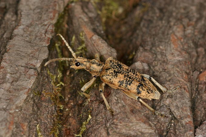 Insekten lieben Sturmflächen