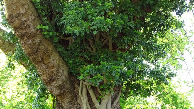 Baumbewuchs: Wann wird Efeu zum Problem?