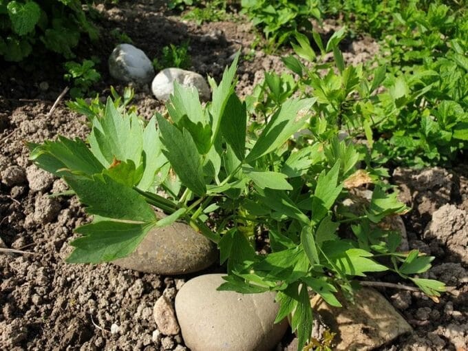 Aromatisch und robust: Liebstöckel