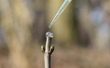 Bäume erkennen Rehe an deren Speichel: Smarte Abwehrstrategien gegen Verbiss