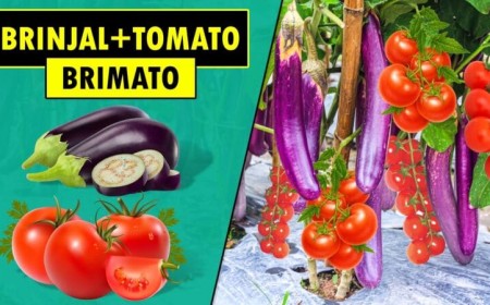 Brimato - Tomaten und Auberginen auf einer Pflanze