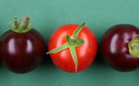 Lila Tomaten durch Farbstoff aus der Roten Beete