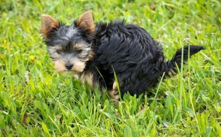 Hundekot im Rasen als Business
