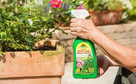 Neudorff: Gesunde Zierpflanzen durch hochwirksame Pilzbekämpfung