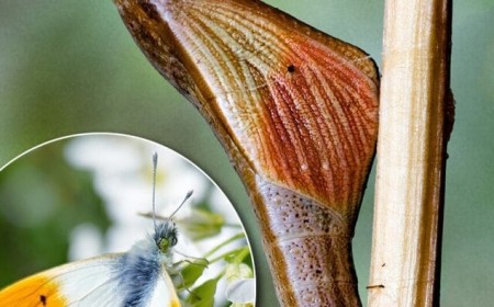 Gartentipp: „Unordnung“ im Garten rettet viele Tierleben
