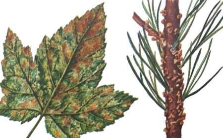Säulenrost der Johannisbeere - Cronartium ribicola