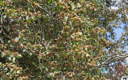 Trockensommer 2018: Bucheckern vorzeitig von den Bäumen abgeworfen