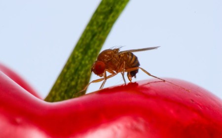 Erster Freisetzungsversuch mit Asiatischer Schlupfwespe gegen die Kirschessigfliege