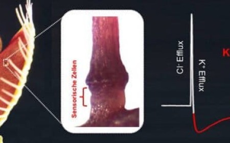 Der Drucksensor der Venusfliegenfalle