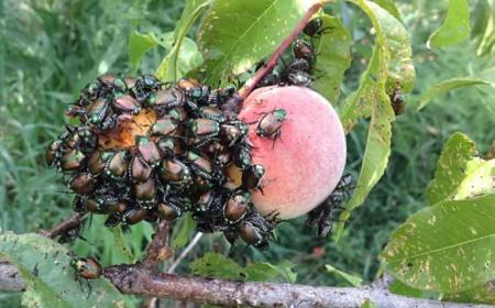 Ausbreitung des Japankäfers: Diesen Sommer ist Vorsicht geboten
