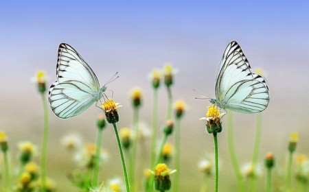 Schmetterlingswiese, Bienenschmaus und Hummelmagnet  – Insektenrettung aus der Samentüte?