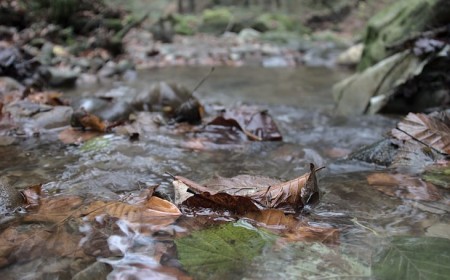 Zeitliche Veränderungen im Laubfall haben Folgen für Flohkrebse