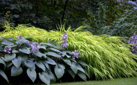 Staude des Jahres 2022: Hakonechloa