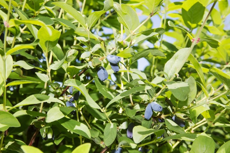 Haskap-Beeren vom Oberzinggenhof