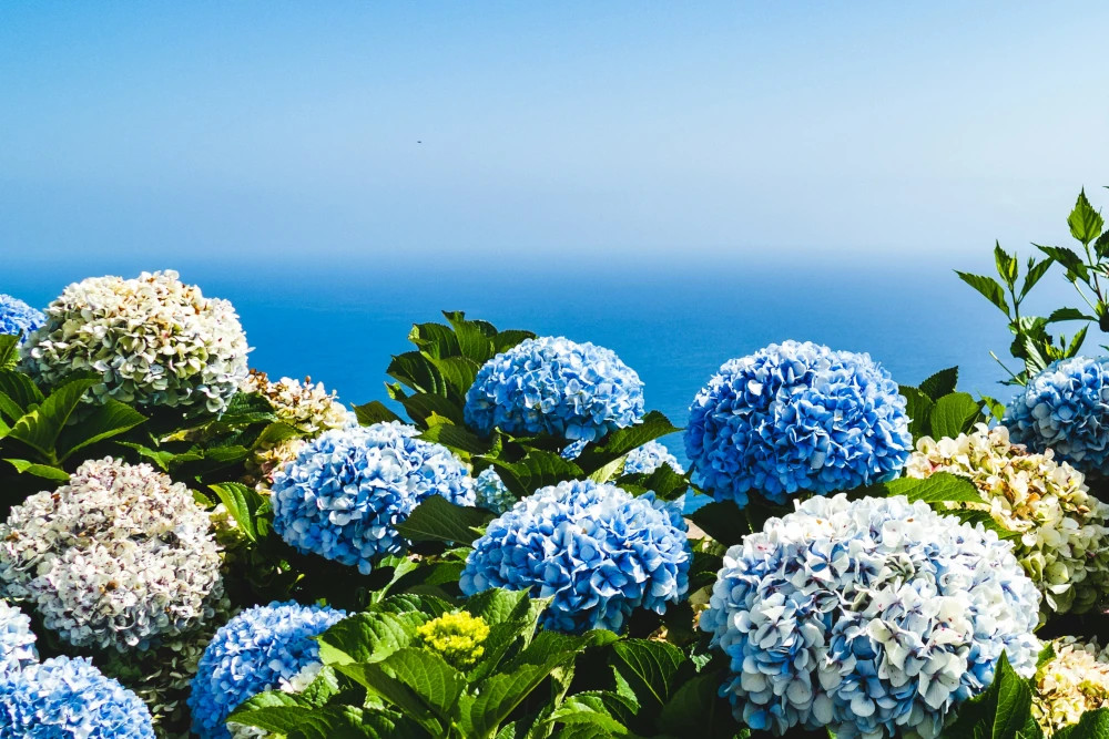 Werden Hortensien zum Problemfall im Klimawandel?