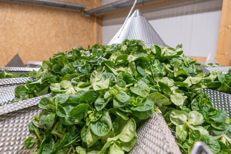 Nüsslisalat: Ganzjähriger Vitaminchampion