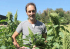 Amarant – Schweizer Superfood sucht seine Kundschaft
