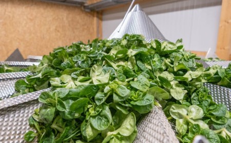 Nüsslisalat: Ganzjähriger Vitaminchampion