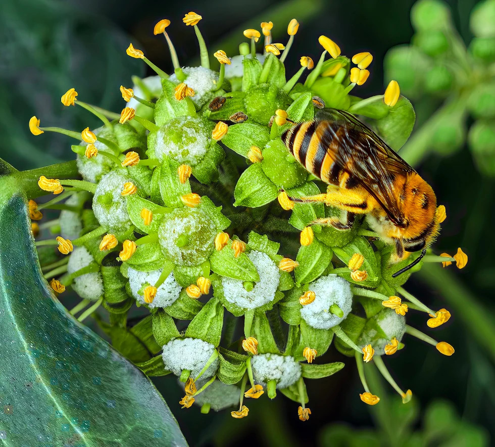 Efeu: Eine der wertvollsten Bienenweiden im Herbst
